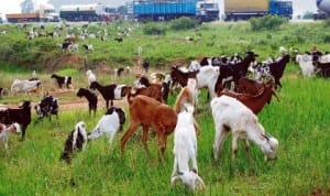 Livestock being transported for sale, grazing in Zaria last Thursday, due to curfew in Kaduna State that has been lifted.