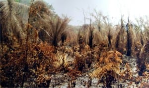 A farm where crops like palm trees and pinneapples were razed by harmattan fire at Orhua community in Uhunmwode Council Area of Edo State, recently. 