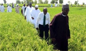  Minister of Agriculture and Rural Development, Chief Audu Ogbeh (front), leading the Governor of Central Bank of Nigeria, Mr Godwin Emefiele (second), Governor Atiku Bagudu of Kebbi State and other officials on inspection of rice farms under the anchor borrowers programme in Suru Local Government Area of Kebbi State, recently.